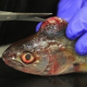 Tumor found on White Croaker fish