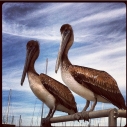 Giving Tuesday charity thanks heal the bay donate pelicans seahorses