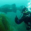 Dana Murray, sea bass, underwater, MPAs