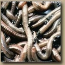 Learn about vermicomposting at Santa Monica College