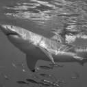 (c) Terry Goss 2006/Marine Photobank