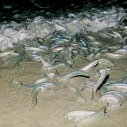 grunion run malibu surfrider beach venice tips Southern California spawning