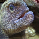 Santa Monica Pier Aquarium Wolf-eel