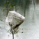 Plastic Bag Ban Update - In Water Tree