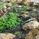 Learn how to use smart garden techniques and save water