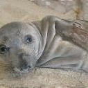 stranded sea lions elephant seals marine mammal center california wildlife