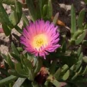iceplant invasive weeds stream team habitat restoration malibu creek
