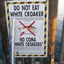 white croaker sign