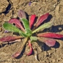 San Fernando Valley Spineflower Photo: Anuja Parikh and Nathan Gale