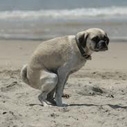 Spouting Off: Santa Monica Dog Beach