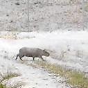 Flushing out a capybara