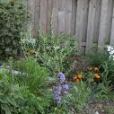 Spouting Off about rainwater harvesting