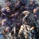 A mass die-off of marine life at Surfrider Beach