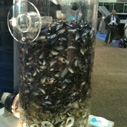 WESTEC 2011 Mussel water filtration exhibit