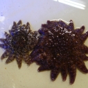 Sunflower Star by Josh Friedman