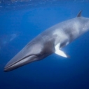 Big Win for Whales Off Our Coast