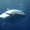 bluefin tuna
