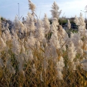 Malibu Creek Watershed weeds non-natives invasives habitat loss ecosystem