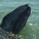 whales sonar testing US Navy Southern California coast San Diego