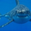 white shark california endangered species list fish and game commission pacific