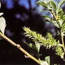 plant willow tree restore malibu creek giving tuesday holiday shopping