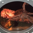 The Night the Octopus Flooded Heal the Bay's Santa Monica Pier Aquarium