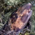 Adopt a Swell Shark for Mother's Day! Aquadoption, Heal the Bay, Aquarium