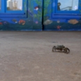 One Lost Little Crab at the Santa Monica Pier Aquarium