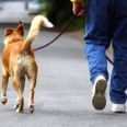 Los Angeles Single-Use Plastic Bag Ban Frequently Asked Questions FAQ Dog poop