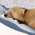 Win a trip at Bring Back the Beach to tour wild polar bears