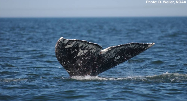 Gray Whale Tail Photo by D. Weller, NOAA