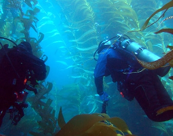 Divers amidst a spectacular kelp forest