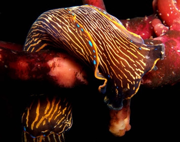 A navanax, also known as a sea slug.