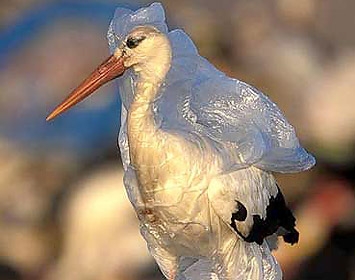 Bird entangled in plastic bag