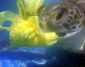 Juvenile green turtle eating a plastic bag