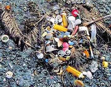 Bird with plastic trash and marine debris in its stomach