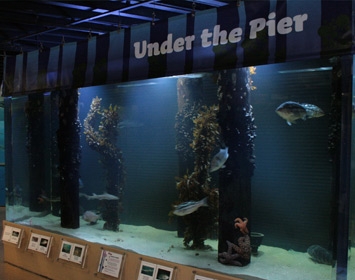Santa Monica Pier Aquarium Under the Pier Exhibit
