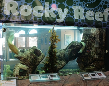 Santa Monica Pier Aquarium Rocky Reef Exhibit
