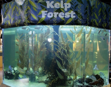 Santa Monica Pier Aquarium Kelp Forest Exhibit