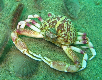 Santa Monica Pier Aquarium Randallia ornata