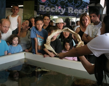 Santa Monica Pier Aquarium Shark Sundays