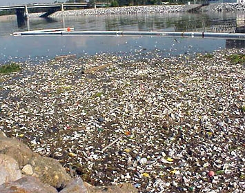 The Los Angeles River after a rainstorm