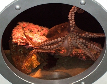 Santa Monica Pier Aquarium Octopus