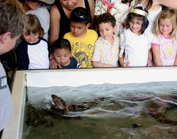 Santa Monica Pier Aquarium Kids Swell Shark
