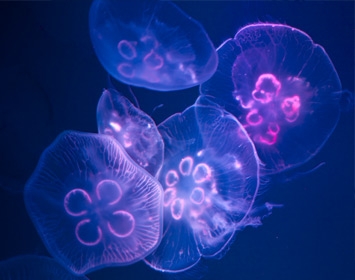 Santa Monica Pier Aquarium Sea Jelly Exhibit in Pollution Corner