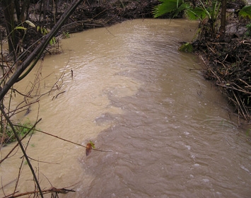 Shea sediment plume