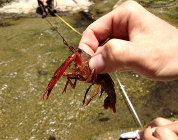 Malibu Creek Watershed Report Ecosystem on the Brink