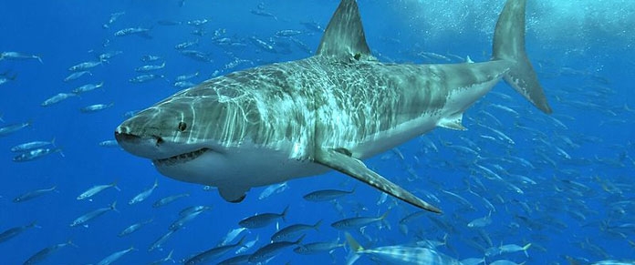  Threatened White Shark Terry Goss