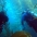 Divers amidst a spectacular kelp forest