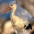 Bird entangled in plastic bag